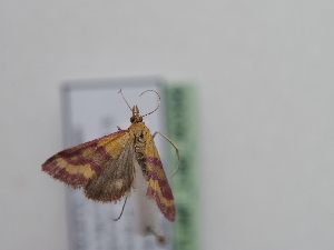  ( - TLMF_Lep_40356)  @11 [ ] CreativeCommons - Attribution Non-Commercial Share-Alike (2024) Peter Huemer Tiroler Landesmuseum