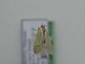  ( - TLMF_Lep_40358)  @11 [ ] CreativeCommons - Attribution Non-Commercial Share-Alike (2024) Peter Huemer Tiroler Landesmuseum