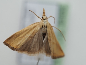  (Xanthocrambus caducellus - TLMF_Lep_40400)  @11 [ ] CreativeCommons - Attribution Non-Commercial Share-Alike (2024) Peter Huemer Tiroler Landesmuseum