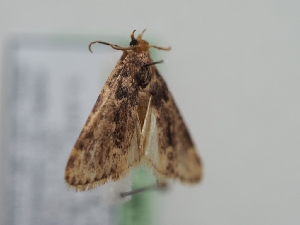  ( - TLMF_Lep_40410)  @11 [ ] CreativeCommons - Attribution Non-Commercial Share-Alike (2024) Peter Huemer Tiroler Landesmuseum