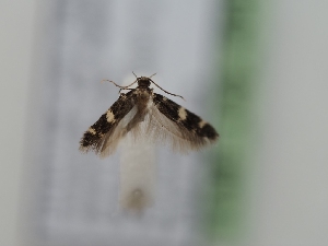  ( - TLMF_Lep_40474)  @11 [ ] CreativeCommons - Attribution Non-Commercial Share-Alike (2024) Peter Huemer Tiroler Landesmuseum