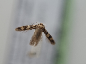  ( - TLMF_Lep_40475)  @11 [ ] CreativeCommons - Attribution Non-Commercial Share-Alike (2024) Peter Huemer Tiroler Landesmuseum