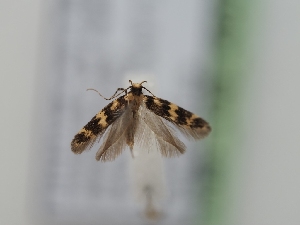  ( - TLMF_Lep_40476)  @11 [ ] CreativeCommons - Attribution Non-Commercial Share-Alike (2024) Peter Huemer Tiroler Landesmuseum