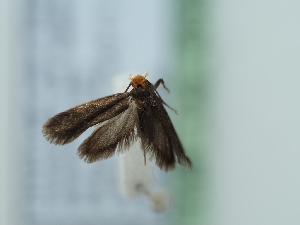  ( - TLMF_Lep_40485)  @11 [ ] CreativeCommons - Attribution Non-Commercial Share-Alike (2024) Peter Huemer Tiroler Landesmuseum