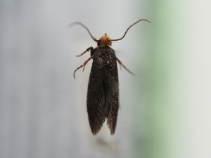  ( - TLMF_Lep_40759)  @11 [ ] CreativeCommons - Attribution Non-Commercial Share-Alike (2024) Peter Huemer Tiroler Landesmuseum