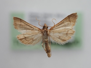  ( - TLMF_Lep_40790)  @11 [ ] CreativeCommons - Attribution Non-Commercial Share-Alike (2024) Peter Huemer Tiroler Landesmuseum