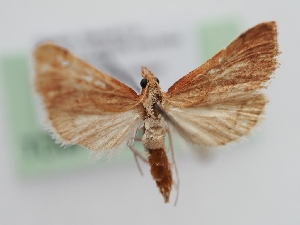  ( - TLMF_Lep_40807)  @11 [ ] CreativeCommons - Attribution Non-Commercial Share-Alike (2024) Peter Huemer Tiroler Landesmuseum