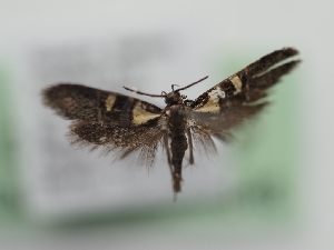  ( - TLMF_Lep_40846)  @11 [ ] CreativeCommons - Attribution Non-Commercial Share-Alike (2024) Peter Huemer Tiroler Landesmuseum