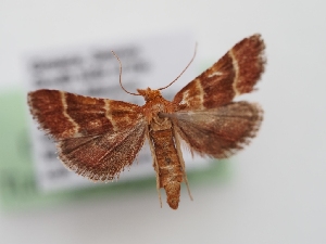  ( - TLMF_Lep_40945)  @11 [ ] CreativeCommons - Attribution Non-Commercial Share-Alike (2024) Peter Huemer Tiroler Landesmuseum