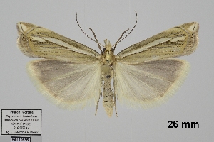  (Crambus cyrnellus - TLMF_Lep_41009)  @11 [ ] CreativeCommons - Attribution Non-Commercial Share-Alike (2024) Peter Huemer Tiroler Landesmuseum