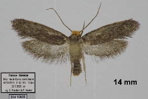  ( - TLMF_Lep_41056)  @11 [ ] CreativeCommons - Attribution Non-Commercial Share-Alike (2024) Peter Huemer Tiroler Landesmuseum