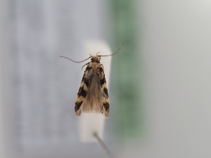  ( - TLMF_Lep_41376)  @11 [ ] CreativeCommons - Attribution Non-Commercial Share-Alike (2024) Peter Huemer Tiroler Landesmuseum