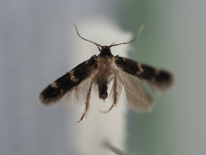  ( - TLMF_Lep_41383)  @11 [ ] CreativeCommons - Attribution Non-Commercial Share-Alike (2024) Peter Huemer Tiroler Landesmuseum