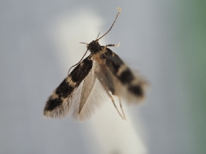  ( - TLMF_Lep_41384)  @11 [ ] CreativeCommons - Attribution Non-Commercial Share-Alike (2024) Peter Huemer Tiroler Landesmuseum