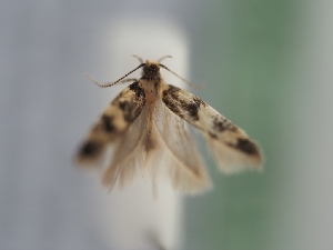  ( - TLMF_Lep_41408)  @11 [ ] CreativeCommons - Attribution Non-Commercial Share-Alike (2024) Peter Huemer Tiroler Landesmuseum