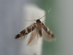  ( - TLMF_Lep_41409)  @11 [ ] CreativeCommons - Attribution Non-Commercial Share-Alike (2024) Peter Huemer Tiroler Landesmuseum