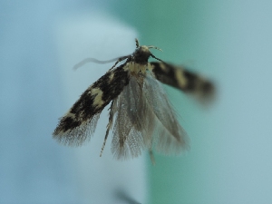  ( - TLMF_Lep_41493)  @11 [ ] CreativeCommons - Attribution Non-Commercial Share-Alike (2024) Peter Huemer Tiroler Landesmuseum