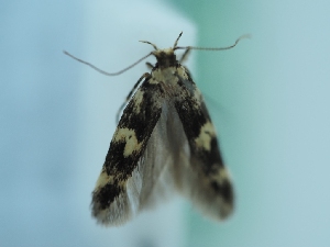  ( - TLMF_Lep_41494)  @11 [ ] CreativeCommons - Attribution Non-Commercial Share-Alike (2024) Peter Huemer Tiroler Landesmuseum