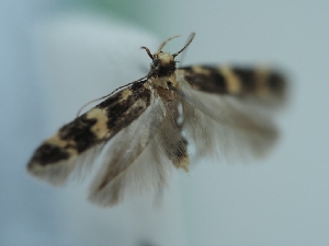  ( - TLMF_Lep_41495)  @11 [ ] CreativeCommons - Attribution Non-Commercial Share-Alike (2024) Peter Huemer Tiroler Landesmuseum