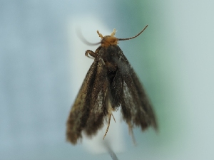  ( - TLMF_Lep_41542)  @11 [ ] CreativeCommons - Attribution Non-Commercial Share-Alike (2024) Peter Huemer Tiroler Landesmuseum