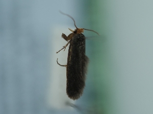  ( - TLMF_Lep_41543)  @11 [ ] CreativeCommons - Attribution Non-Commercial Share-Alike (2024) Peter Huemer Tiroler Landesmuseum