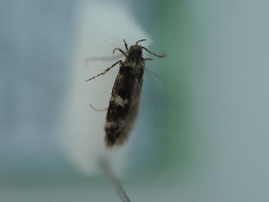  ( - TLMF_Lep_41553)  @11 [ ] CreativeCommons - Attribution Non-Commercial Share-Alike (2024) Peter Huemer Tiroler Landesmuseum