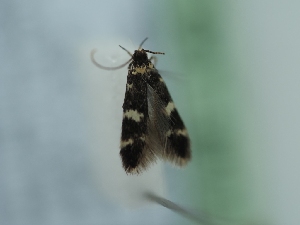  ( - TLMF_Lep_41606)  @11 [ ] CreativeCommons - Attribution Non-Commercial Share-Alike (2024) Peter Huemer Tiroler Landesmuseum