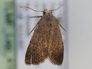  (Caradrina zandi - TLMF_Lep_41625)  @11 [ ] CreativeCommons - Attribution Non-Commercial Share-Alike (2024) Peter Huemer Tiroler Landesmuseum