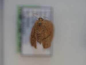  ( - TLMF_Lep_41963)  @11 [ ] CreativeCommons - Attribution Non-Commercial Share-Alike (2024) Peter Huemer Tiroler Landesmuseum