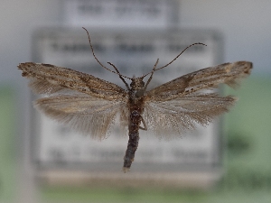  ( - TLMF_Lep_42084)  @11 [ ] CreativeCommons - Attribution Non-Commercial Share-Alike (2024) Peter Huemer Tiroler Landesmuseum