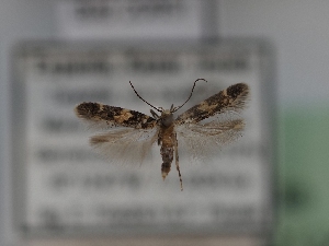  ( - TLMF_Lep_42134)  @11 [ ] CreativeCommons - Attribution Non-Commercial Share-Alike (2024) Peter Huemer Tiroler Landesmuseum