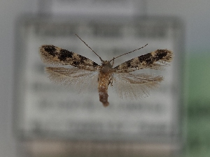  ( - TLMF_Lep_42135)  @11 [ ] CreativeCommons - Attribution Non-Commercial Share-Alike (2024) Peter Huemer Tiroler Landesmuseum