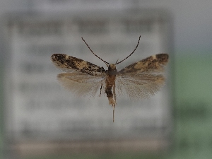  ( - TLMF_Lep_42136)  @11 [ ] CreativeCommons - Attribution Non-Commercial Share-Alike (2024) Peter Huemer Tiroler Landesmuseum