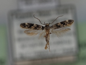  ( - TLMF_Lep_42137)  @11 [ ] CreativeCommons - Attribution Non-Commercial Share-Alike (2024) Peter Huemer Tiroler Landesmuseum