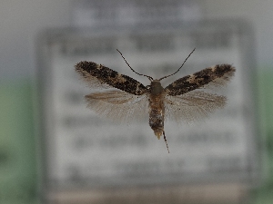  ( - TLMF_Lep_42138)  @11 [ ] CreativeCommons - Attribution Non-Commercial Share-Alike (2024) Peter Huemer Tiroler Landesmuseum