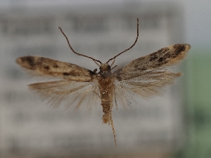  ( - TLMF_Lep_42140)  @11 [ ] CreativeCommons - Attribution Non-Commercial Share-Alike (2024) Peter Huemer Tiroler Landesmuseum