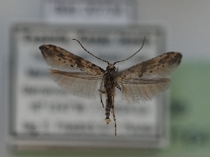  ( - TLMF_Lep_42164)  @11 [ ] CreativeCommons - Attribution Non-Commercial Share-Alike (2024) Peter Huemer Tiroler Landesmuseum