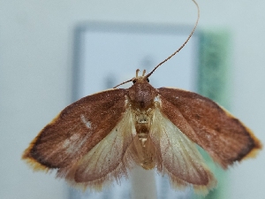  (Carcina ingridmariae - TLMF_Lep_42307)  @11 [ ] CreativeCommons - Attribution Non-Commercial Share-Alike (2024) Peter Huemer Tiroler Landesmuseum