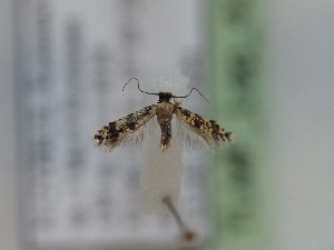  (Eudarcia echinata - TLMF_Lep_42483)  @11 [ ] CreativeCommons - Attribution Non-Commercial Share-Alike (2024) Peter Huemer Tiroler Landesmuseum