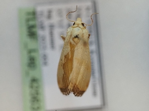  ( - TLMF_Lep_42563)  @11 [ ] CreativeCommons - Attribution Non-Commercial Share-Alike (2024) Peter Huemer Tiroler Landesmuseum