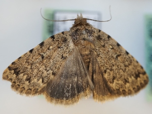  ( - TLMF_Lep_42589)  @11 [ ] CreativeCommons - Attribution Non-Commercial Share-Alike (2024) Peter Huemer Tiroler Landesmuseum