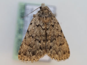  ( - TLMF_Lep_42590)  @11 [ ] CreativeCommons - Attribution Non-Commercial Share-Alike (2024) Peter Huemer Tiroler Landesmuseum