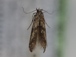  ( - TLMF_Lep_43028)  @11 [ ] CreativeCommons - Attribution Non-Commercial Share-Alike (2024) Peter Huemer Tiroler Landesmuseum