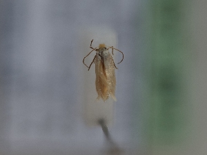  ( - TLMF_Lep_43390)  @11 [ ] CreativeCommons - Attribution Non-Commercial Share-Alike (2024) Peter Huemer Tiroler Landesmuseum