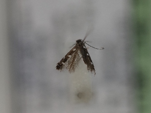  ( - TLMF_Lep_43535)  @11 [ ] CreativeCommons - Attribution Non-Commercial Share-Alike (2024) Peter Huemer Tiroler Landesmuseum