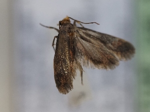  ( - TLMF_Lep_43548)  @11 [ ] CreativeCommons - Attribution Non-Commercial Share-Alike (2024) Peter Huemer Tiroler Landesmuseum