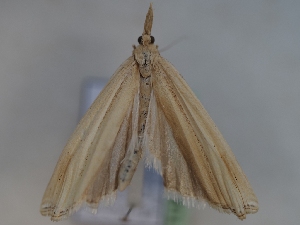  ( - TLMF_Lep_43603)  @11 [ ] CreativeCommons - Attribution Non-Commercial Share-Alike (2024) Peter Huemer Tiroler Landesmuseum