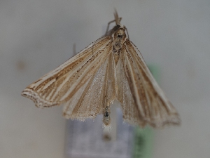  ( - TLMF_Lep_43604)  @11 [ ] CreativeCommons - Attribution Non-Commercial Share-Alike (2024) Peter Huemer Tiroler Landesmuseum