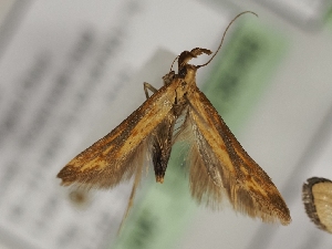  ( - TLMF_Lep_43648)  @11 [ ] CreativeCommons - Attribution Non-Commercial Share-Alike (2024) Peter Huemer Tiroler Landesmuseum