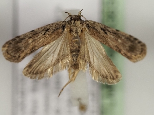  ( - TLMF_Lep_43654)  @11 [ ] CreativeCommons - Attribution Non-Commercial Share-Alike (2024) Peter Huemer Tiroler Landesmuseum